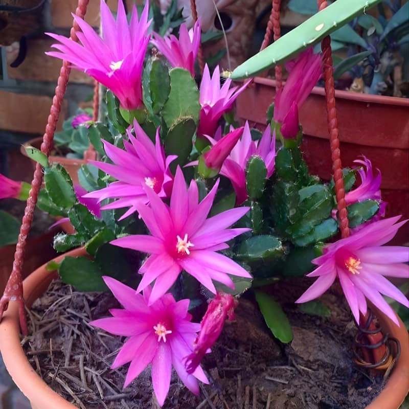 Pink Easter Cactus Live Plant | Delicate Pink Spring Flowers 3 Inch Tall | Easy Care Easter Cactus Plants Live for Indoor Décor, Small Spaces and Gifting