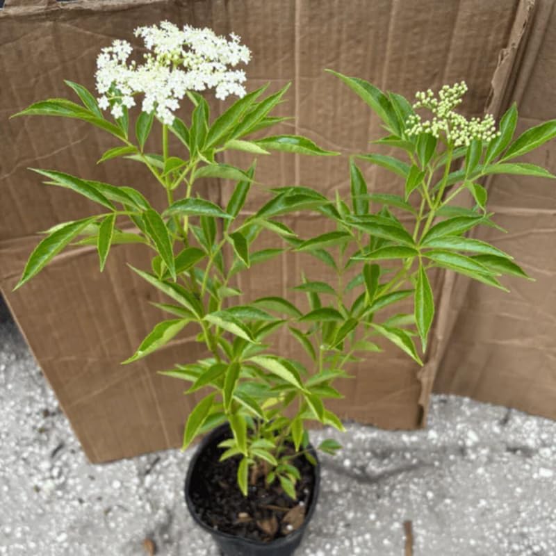2-Pack Black Elderberry Rooted Cuttings | 8-12" Bare Root Live Plant Seedlings | Fast-Growing Fruit Bearing Shrubs