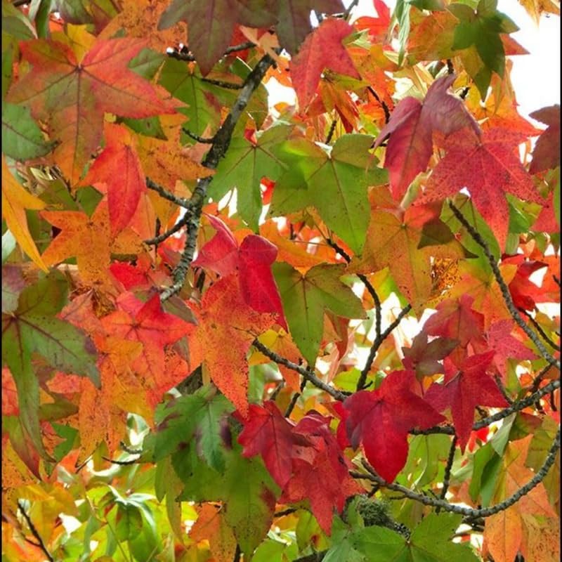 Set 5 Sweet Gum Plants Live – 6–12 Inch Trees | Hardy, Fast-Growing Outdoor Shade Trees