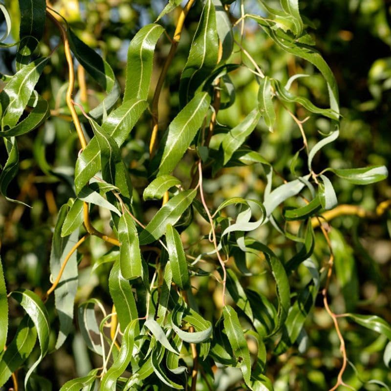 2 Curls Corkscrew Willow Live Plants | 1-2 Feet Tall Bare Root Seedlings | Salix Matsudana Curly Willow | Fast-Growing Trees for Backyard and Patio