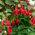 Fuchsia Plants Live, Gold and Red Foliage, 6-12 Inch Tall, Autumnale Variety, Trailing Flowering Plant, Ideal for Hanging Baskets