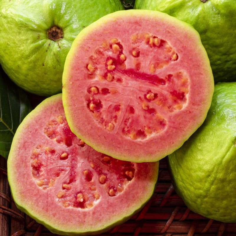 Pink Guava Tree Live Plant 3 Ft Tall | Sweet Pink Flesh Fruit Tree| Guava Plants Live for Planting in Backyards, Patios & Warm Climates