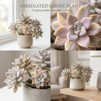 Live Succulent Plant, Variegated Ghost in 4 Inch Pot, Vigorous Graptopetalum Paraguayense Plant, Sturdy Low Maintenance Pet-Friendly Decor for Desks & Windowsills
