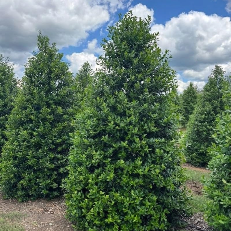 Nellie R. Stevens Holly Bushes Ready to Plant in 2.5-Inch Pot | Live Evergreen Shrub | Fast Growing Privacy Hedge for Home and Garden
