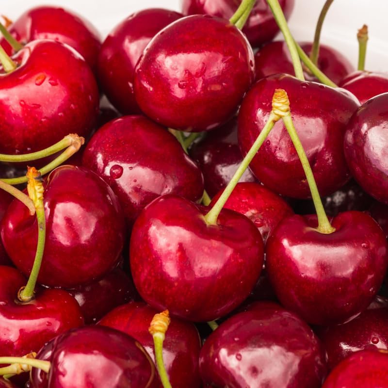 (No Ship to CA,HI,AK) Cherry Tree – Stella Cherry, 2-3 Ft Tall in 3 Gal Container, Cold-Hardy Edible Fruit Tree for Large Pots and Landscapes