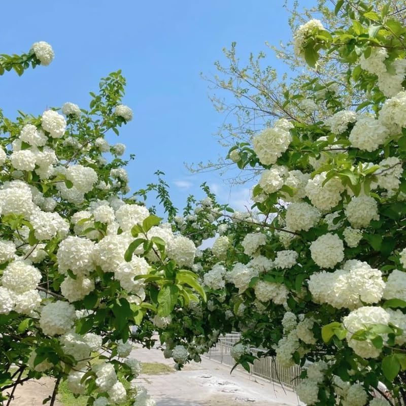 2 Snow Ball Bush Live Plants | Viburnum Live Plant for Gardens | 1–2 Ft Tall Bare Root Plants | Suitable for Yard Growing and Seasonal Flower Display