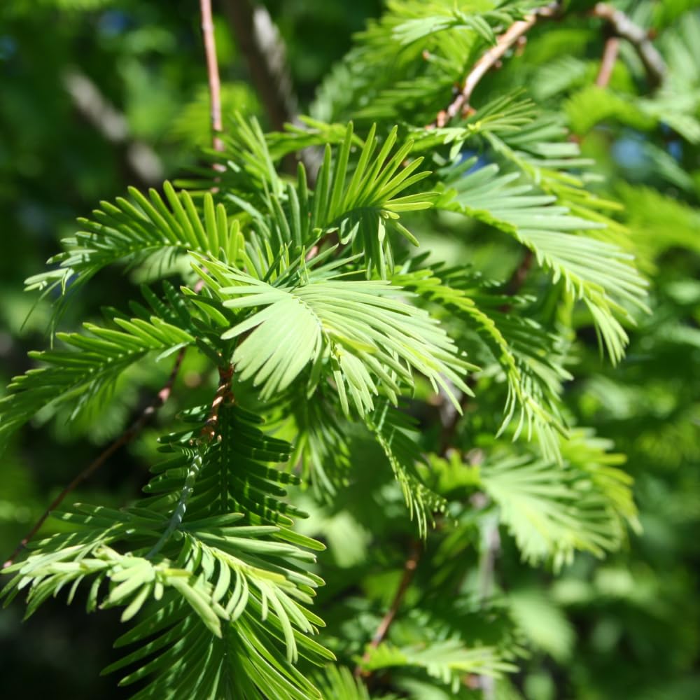 2 Large Redwood Tree Live Plants, Easy Care Redwood Sapling, Hardy, Exotic Foliage, Fast-Growing Evergreen Tree for Outdoor Spaces