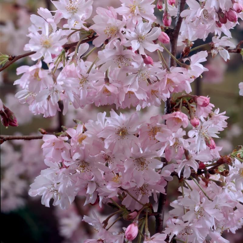 2 Autumnalis Cherry Live Plants | 8-12 Inch Bare Root Rooted Cuttings | Autumn Alice Flowering Cherry Tree | Unique Blooming Deciduous Tree for Landscape