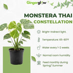 Monstera Thai Constellation Live Plant, 4" Potted Plant, Easy Care Variegated Greenery, Decorative Speckled Foliage for Desks and Bright Spaces
