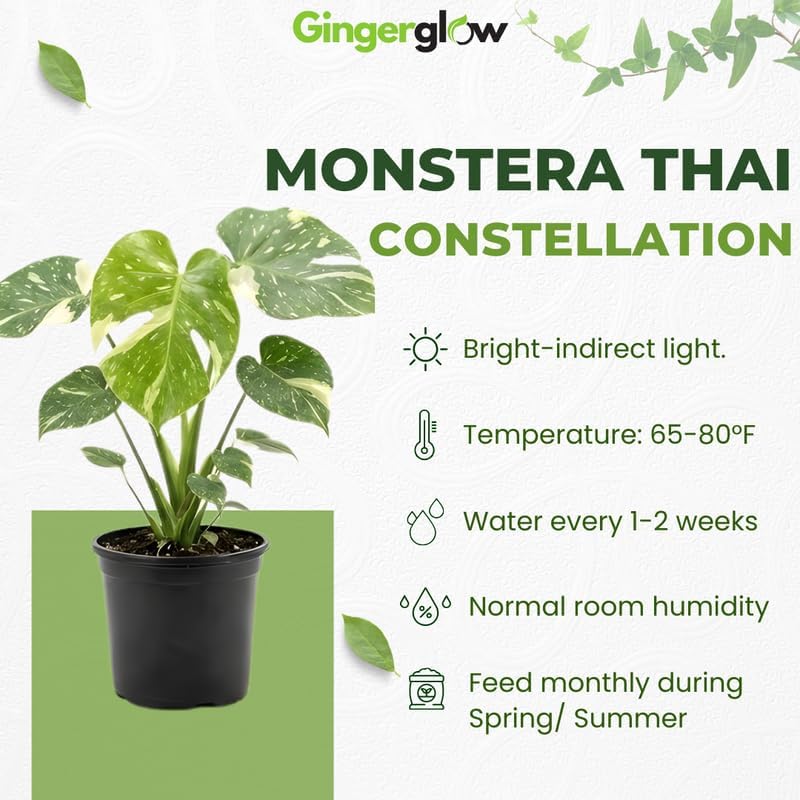 Monstera Thai Constellation Live Plant, 4" Potted Plant, Easy Care Variegated Greenery, Decorative Speckled Foliage for Desks and Bright Spaces