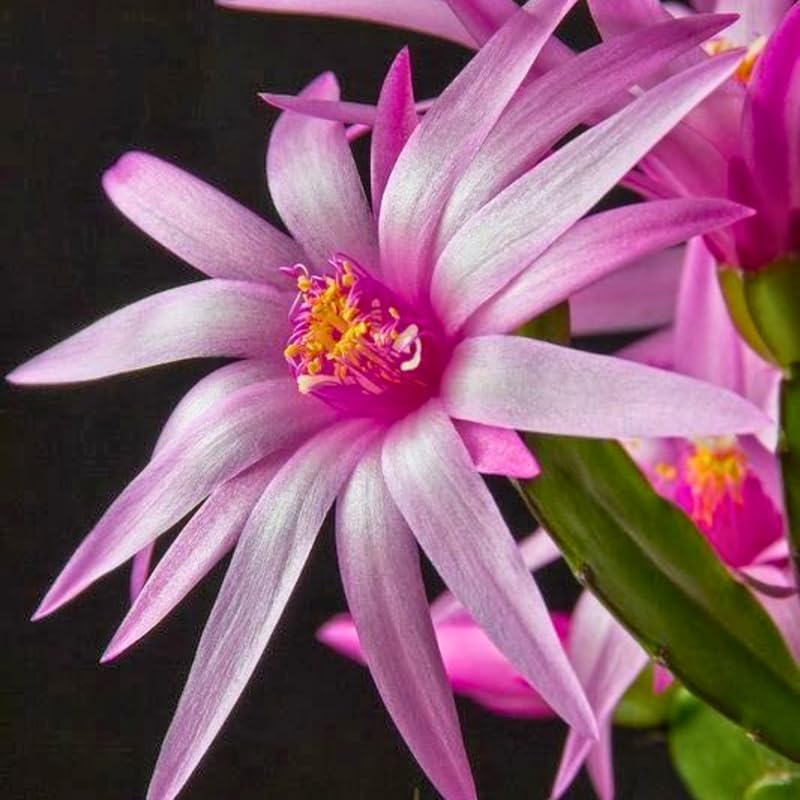 Pink Easter Cactus Plants Live | Spring Cactus Plant 3 Inch Tall | Compact Flowering Easter Cactus | Low Maintenance Indoor Houseplant for Home Decor