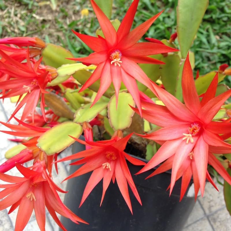 Red Easter Cactus Live Plants | Houseplant Succulent Cactus Flower Plant 3 Inch Tall | Blooming Holiday Cactus | Easy Care Easter Cactus Plants Live for Indoor Home Décor