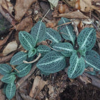 20 Downy Rattlesnake Plantain Root Systems Perennial, Vigorous Growth Habit with Showy White Flower Spikes for Home Landscapes