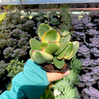 Jade Plant Live Variegated in 4" Inch Pot | Crassula Ovata Tri-Color Succulent | Low-Maintenance Houseplant for Small Spaces