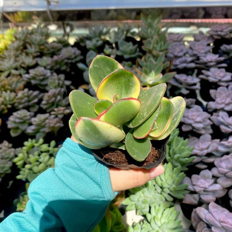 Jade Plant Live Variegated in 4" Inch Pot | Crassula Ovata Tri-Color Succulent | Low-Maintenance Houseplant for Small Spaces