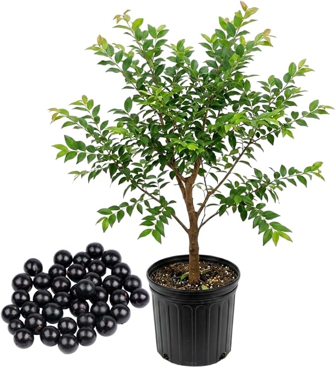 Jaboticaba Tree Live Plant | Jabuticaba Plant for Planting | 2.5–3 Ft Live Potted Tropical Fruit | Compact Sweet Berry Tree for Gardens Balconies & Yards (No Ship to CA,HI,AK)