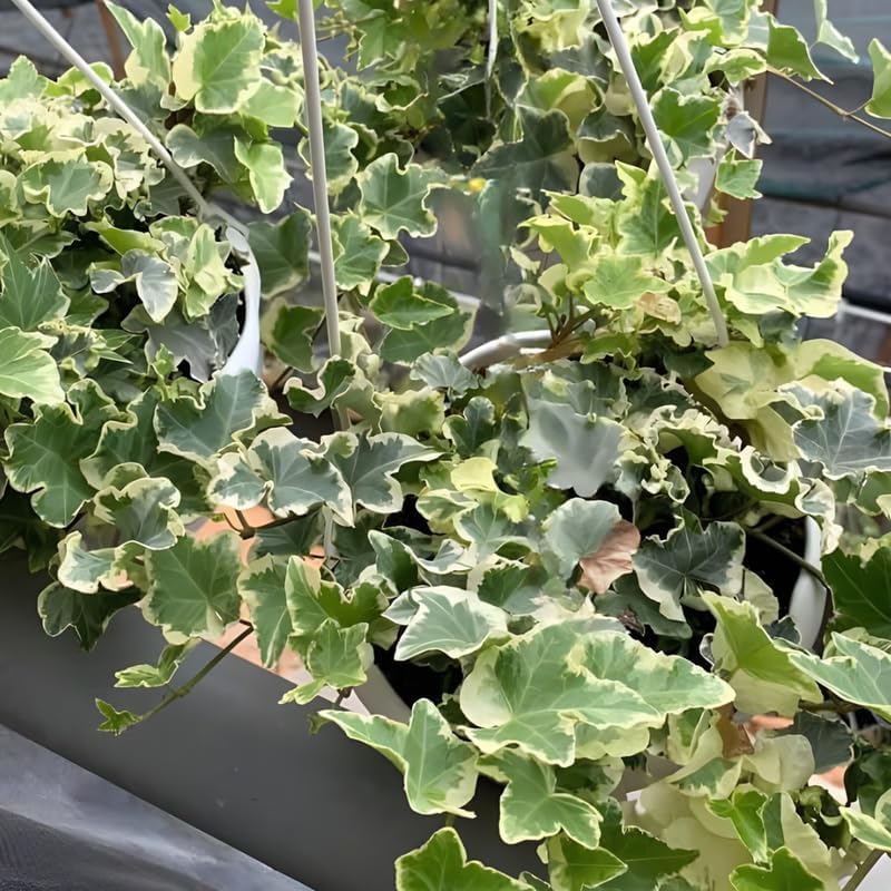 Glacier English Ivy in 6'' Inch Pot for Planting | Trailing & Climbing Easy-Care House Plant | Real English Ivy Plant for Indoor Décor
