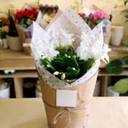 Christmas Cactus Plants Live in 4" Inch Pot | Unique Christmas Cactus Live Plants | Low-Maintenance Indoor Houseplant | Great Holiday Gift for Plant Lovers