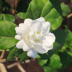 Belle of India Jasmine Plant Live | Size 4 to 5 Inch Tall | Housewarming Friendship Gifts for Women Best Friend Presents for Mom Birthday Gift for New Home