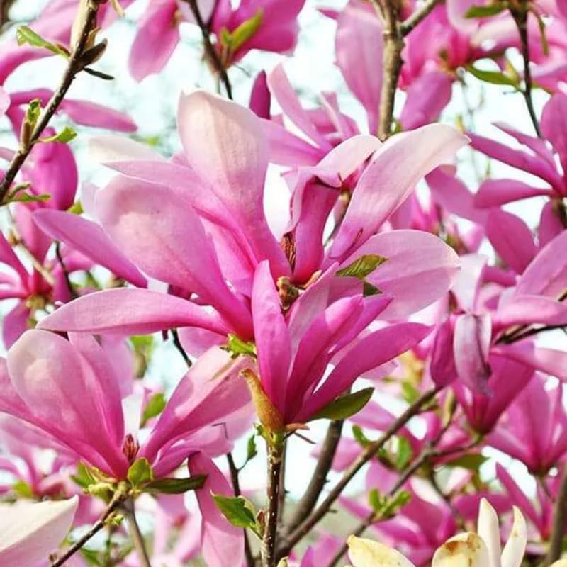 2 Live Ann Magnolia Tree Plants | 8-12 Inch Bare Root Seedlings | Low Maintenance Flowering Deciduous Shrub | Robust Well-Rooted Plants
