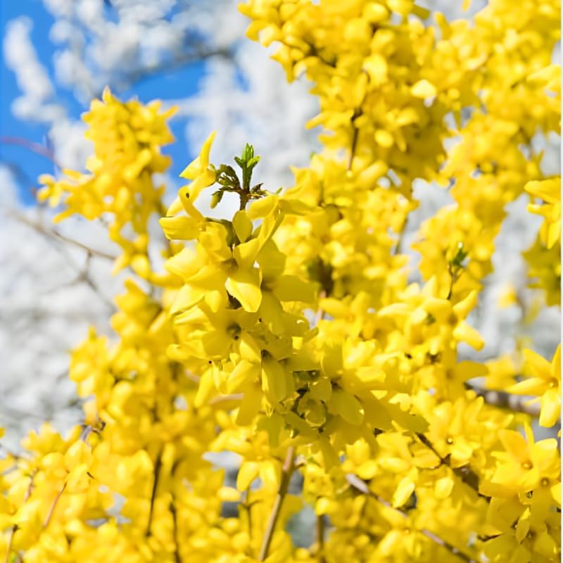 2 Lynwood Gold Forsythia Live Shrubs | Lynwood Gold Forsythia Bush Plants | 1–2 Feet Tall Dormant Bare Root Plants | Great for Garden Borders and Landscape Design