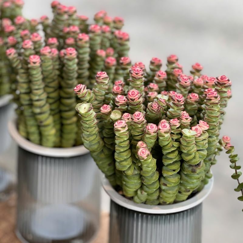 Baby’s Necklace Crassula Live Succulent in 4" Inch Pot | String of Buttons Type | Easy-Care Trailing Plant for Indoor Displays
