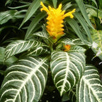 Zebra Aphelandra Plant in 4 Inch Pot, Aphelandra Squarrosa, Real Houseplant for Room & Office, Easy to Grow
