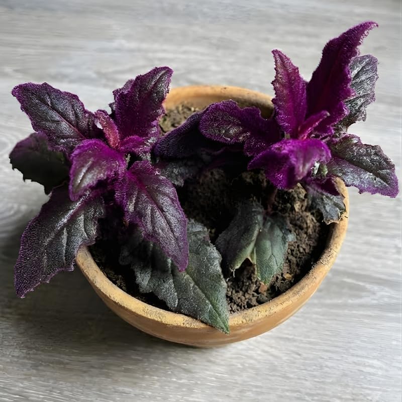 2 Purple Passion Plant Live Indoor Plant, 4-8 Inch Tall, 2 Rooted Plants Per Pot, Low Maintenance Tropical Velvet Vine for Bright Indirect Light