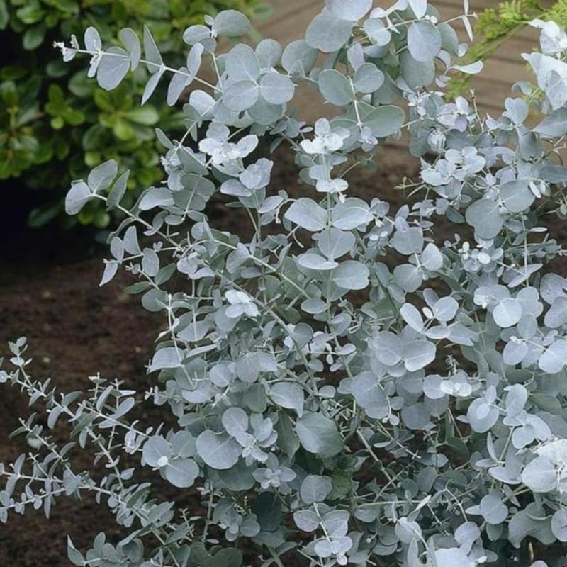 Silver Dollar Eucalyptus Plant Live, 6 Inch Tall Bare Root Seedlings, Eucalyptus Cinerea Aromatic Evergreen, Silvery Blue Foliage for Home and Garden