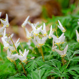 10 Dutchman’s Breeches Bare Root Plant, Dicentra cucullaria, Low Maintenance, East to Grow, Cold Hardy, Shade-Loving Perennial for Woodland Gardens & Landscapes