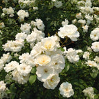 Frostproof Gardenia Jasmine Plant Live Plant | Live Jasmin Plant for Indoor in 4 Inch Pot | Low Maintenance Cold-Tolerant Jasmine for Home, Balcony & Office Display