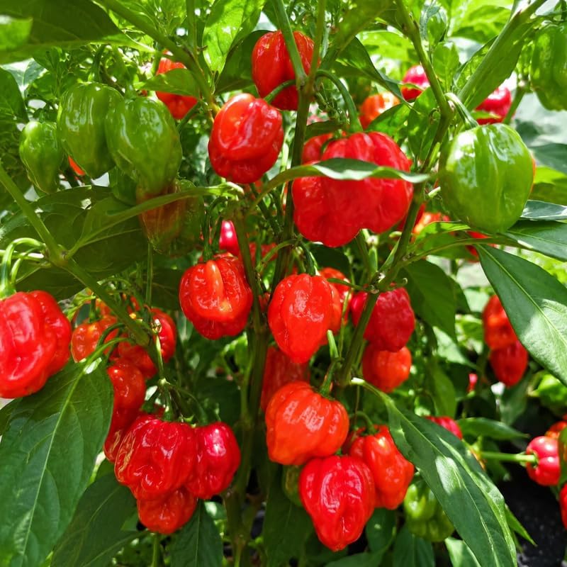 2 Habanero Pepper Plants Live, 2.5" Pot Live Pepper Plants, Fast Growing, Low Maintenance Chili Pepper for Backyard Kitchen Garden