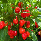 2 Habanero Pepper Plants Live, 2.5" Pot Live Pepper Plants, Fast Growing, Low Maintenance Chili Pepper for Backyard Kitchen Garden