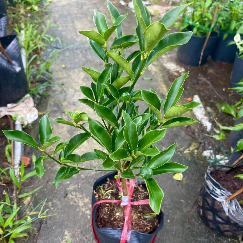 Meiwa Sweet Kumquat Tree Live Plant | 3 Ft Tall | Fresh Round Sweet Fruit with Edible Peel, Fragrant Blooms | Ideal for Home Gardens and Patios