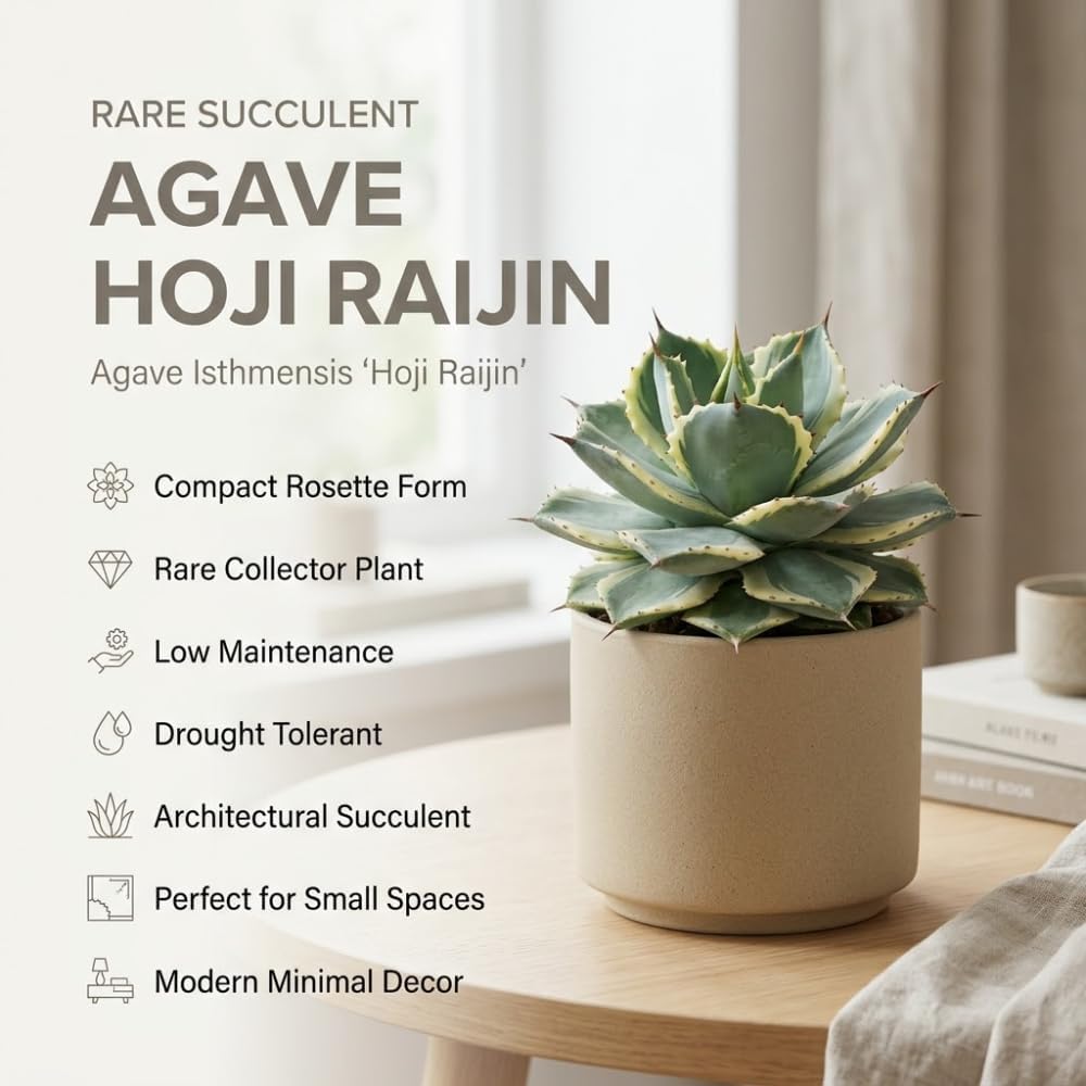 Variegated Agave Succulent Plant, 4" Pot, Robust Agave Isthmensis Hoji Raijin with Spiky Rosette, Sturdy Growth for Desks