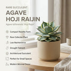 Variegated Agave Succulent Plant, 4" Pot, Robust Agave Isthmensis Hoji Raijin with Spiky Rosette, Sturdy Growth for Desks