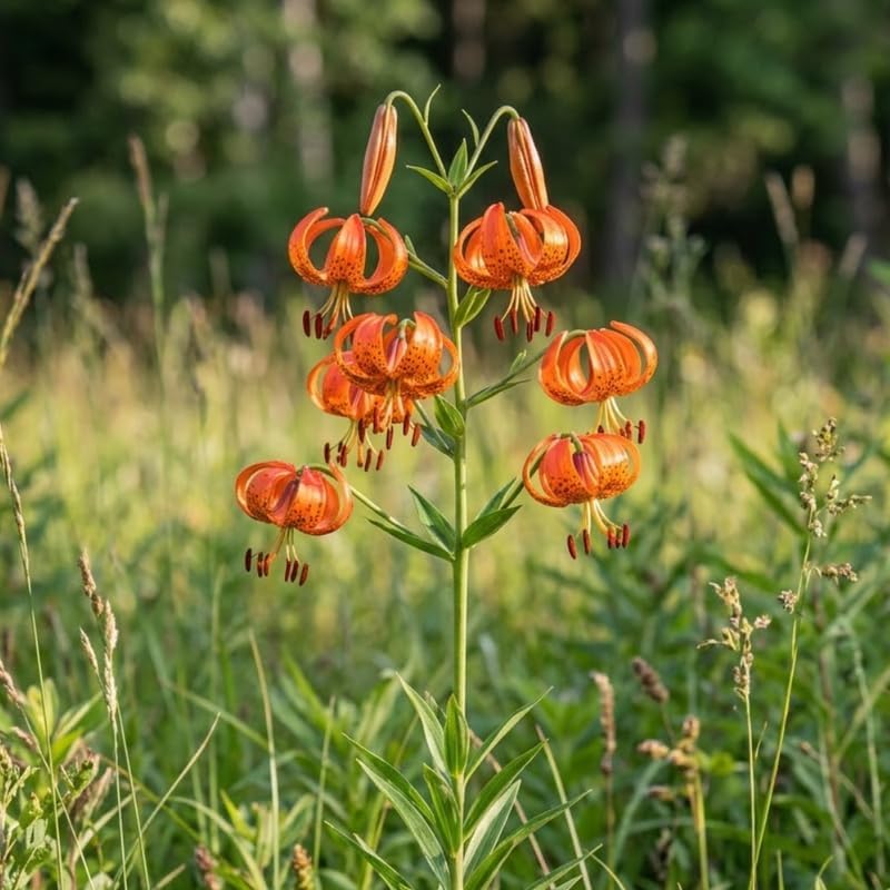 10 Tiger Lily Bulbs, Well-Rooted Turk's Cap Lilium Superbum Bulbs, Vigorous Growth Habit with Showy Recurved Orange Flowers
