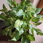 Golden Pothos Plant, 6 Inch Pot Size, Potted Green Ivy, Versatile Vine for Low Light Areas