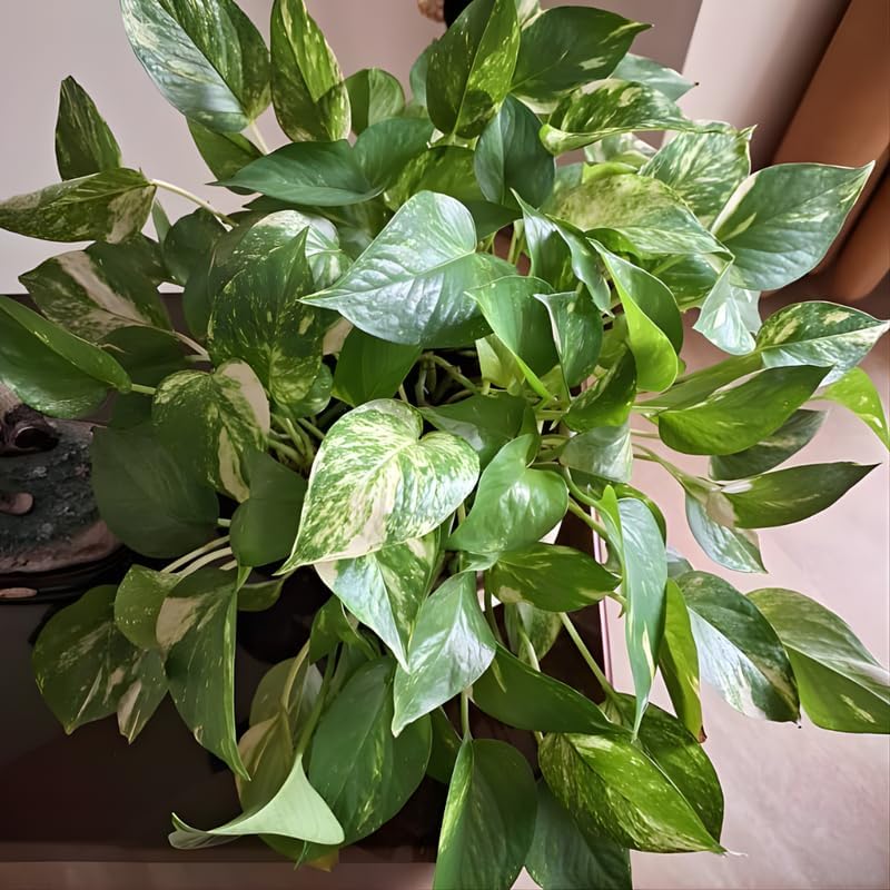 Golden Pothos Plant, 6 Inch Pot Size, Potted Green Ivy, Versatile Vine for Low Light Areas