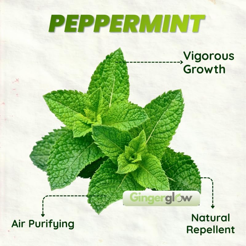 2 Chocolate Mint Plants, 3-Inch Pot, Mint Plants Live, Fast Growing Aromatic Perennial for Modern Landscape and Herb Gardening
