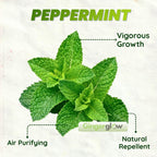 Chocolate Mint Plants Live Outdoor and Garden, Mint Plants Live in 3-Inch Pot, Cold-Hardy Mint Herb for Patios, Containers, and Ground Cover
