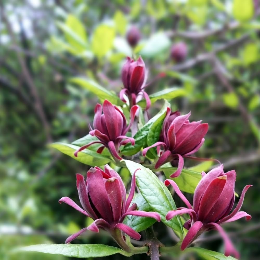 2 Sweet Shrub Live Plant, Calycanthus Floridus, 4 Inch Pot, 12-18 Inch Tall, Low Maintenance Shrub with Maroon Blooms