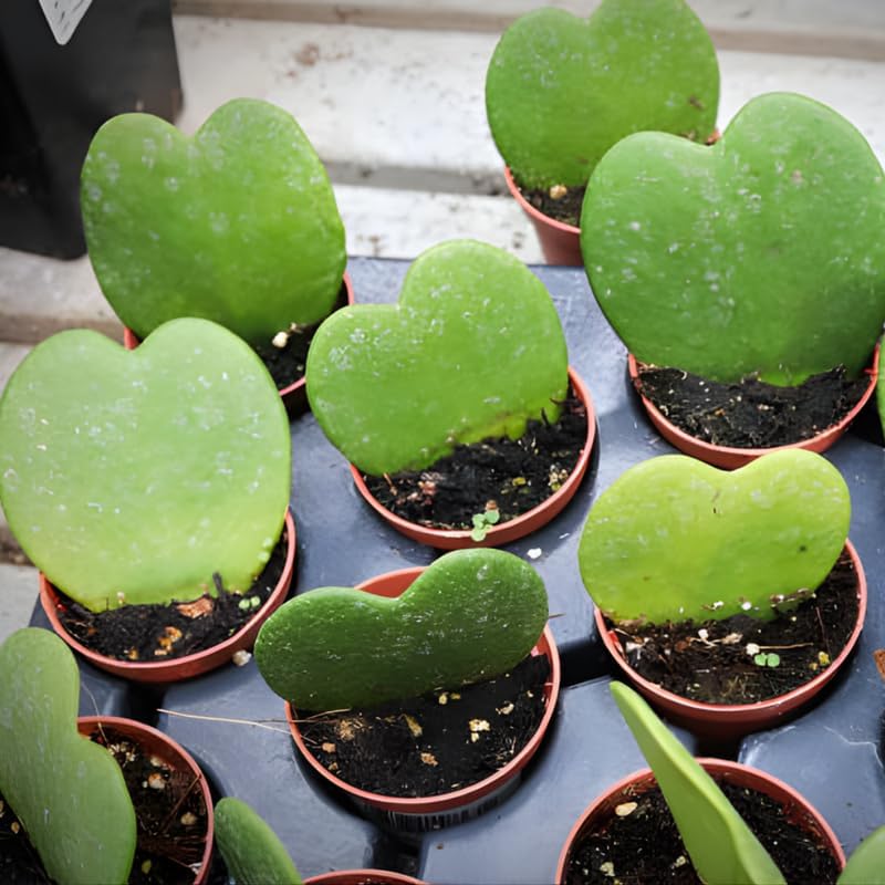 Hoya Kerrii Heart Plant Live, 2 Inch Pot, Hoya Plants Live Houseplants, Unique Indoor Succulent for Desks and Gifts