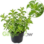 Peppermint Plants Live, Mint Plants for Inside and Home Décor, 3-Inch Potted Fresh Herb for Indoor Outdoor Growing