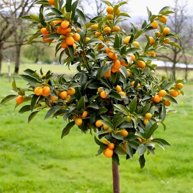 Meiwa Sweet Kumquat Tree Live Plant | 3 Ft Tall | Fresh Round Sweet Fruit with Edible Peel, Fragrant Blooms | Ideal for Home Gardens and Patios