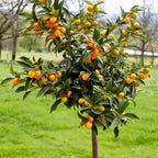 Meiwa Sweet Kumquat Tree Live Plant | 3 Ft Tall | Fresh Round Sweet Fruit with Edible Peel, Fragrant Blooms | Ideal for Home Gardens and Patios