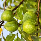 Ruby Guava Tree for Planting | Fresh Fruit 3 Ft Tall | Ideal Guava Tree Live Plant for Home Gardens & Patio Containers