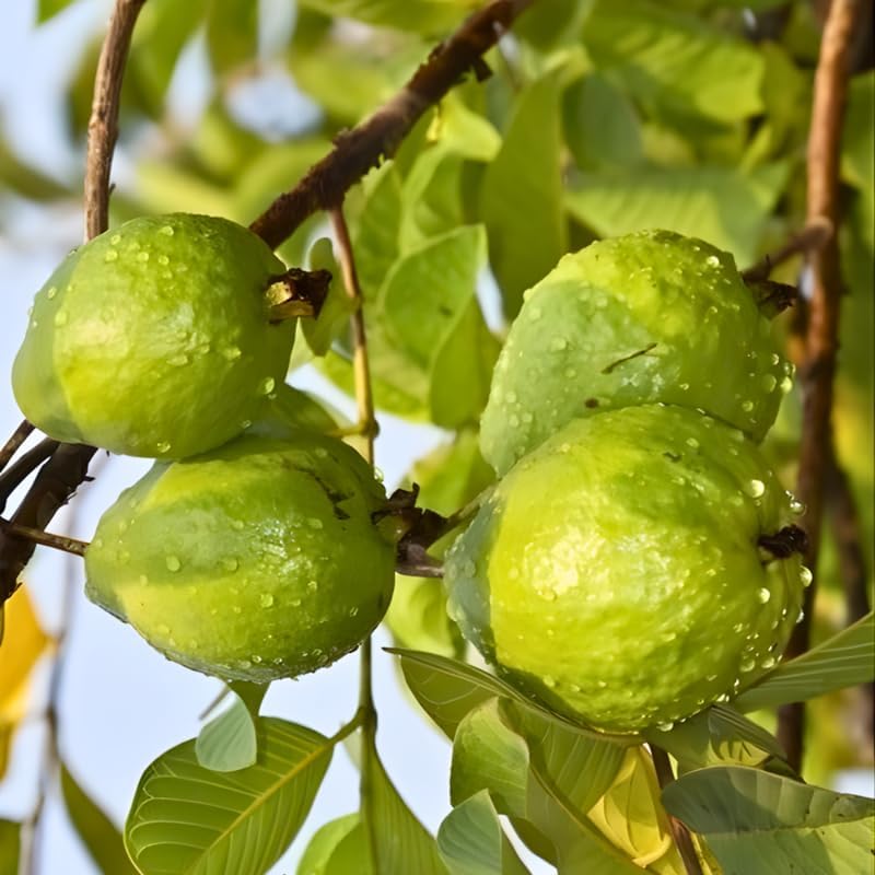 Ruby Guava Tree for Planting | Fresh Fruit 3 Ft Tall | Ideal Guava Tree Live Plant for Home Gardens & Patio Containers