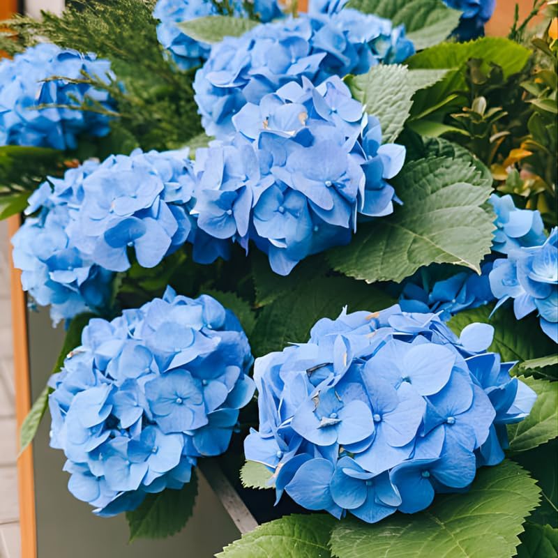 Nikko Blue Hydrangea Live Plants for Planting, 2.5 Inch Pot, Blue Mophead Bloom, Flowering Shrub for Garden and Pati