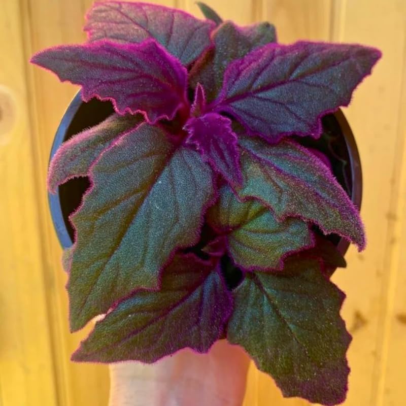Purple Passion Plant Live, 4-5 Inch Size, Easy to Grow, Low Maintenance Tropical Velvet Vine for Bright Indirect Light
